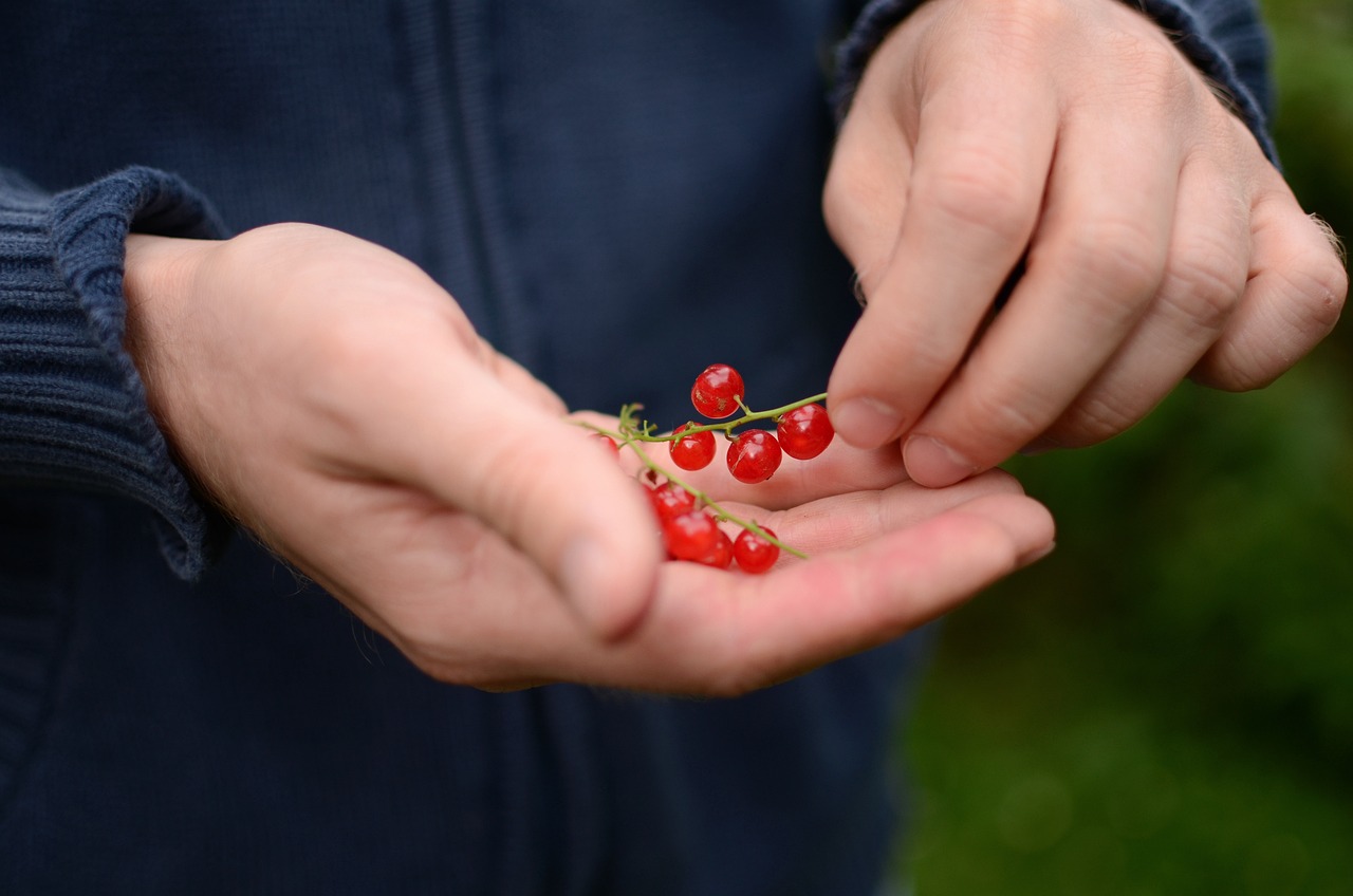 currants, berry, fruit